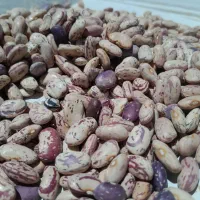 لوبیا چیتی|خوردنی و آشامیدنی|بلبان آباد, |دیوار