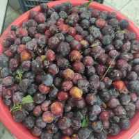 آلو لواشکی درجه یک  بسیار خوش طعم