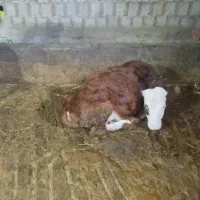 9عددگاو|حیوانات مزرعه|مشگین شهر, |دیوار