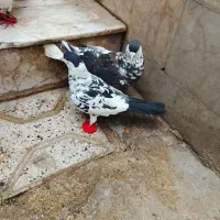 کفتر افغانی مفت