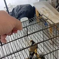 دوتا سره نر جفتی|پرنده|قرچک, میرزائی جنوبی|دیوار