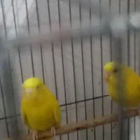 جفت مرغ عشق هلندی|پرنده|اهواز, کوی علوی|دیوار
