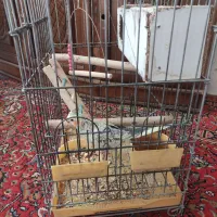 عروس هلندی فروشی