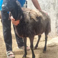 ۴عدد میش جون شکم دوم