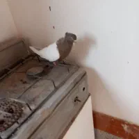 سینه فیلی یا فیلی کینح|پرنده|ملکان, |دیوار