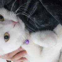 دوعدد گربه اسکاتیش اصل