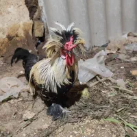 ۳تا خروس محلی|حیوانات مزرعه|محمدیه-قزوین, |دیوار