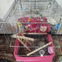 عروس هلندی نر سخنگو با قفس