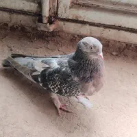 کبوتر پر|پرنده|فرخ‌شهر, |دیوار