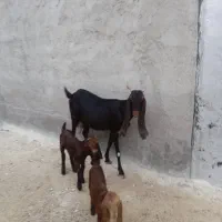 بز پاکستانی خورمای کهردار یک بز آبستن|حیوانات مزرعه|بندر دیر, |دیوار