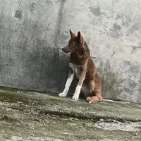 سگ آلابای|سگ|رشت, لاکان|دیوار