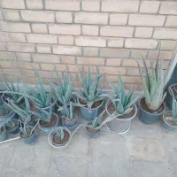 فروش گلدان آلوئه ورا