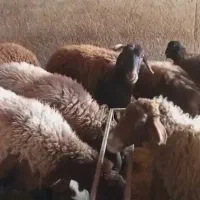 میش و بره|حیوانات مزرعه|شاهرود, |دیوار