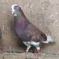 گمشده