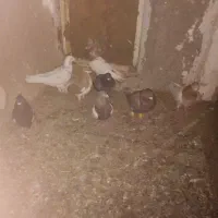 ۸تا‌کفترفروشی|پرنده|عسگران, |دیوار