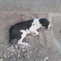 فروش یک سگ ماده و دو غاز