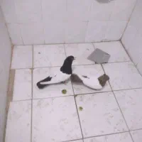 فروش تعدادی کبوتر کلکسیونی خوب