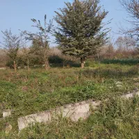 زمین چومشاع مستقیم مالک 315 متری زیباکنار