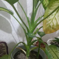 گل دیفن|گل و گیاه طبیعی|بلبان آباد, |دیوار