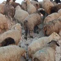 ۴۸راس شیشک میش ترکی بختیاری بره دار و آبستن گلون