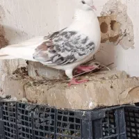 کبوتر پلنگی هف رنگ