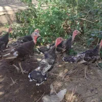 بوقلمون