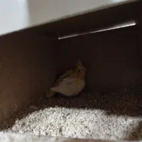 عروس هلندی مولد با جوجه|پرنده|نجفآباد, گلدشت|دیوار