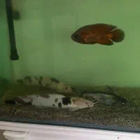 ماهی گوشتخوار