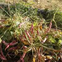 لوبیا چیتی|عمدهفروشی|یاسوج, |دیوار