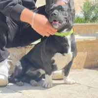 توله هاش موجوده