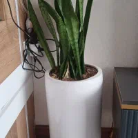 گل سانسوریاباگلدون