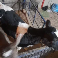 گوساله ماده هلشتاین|حیوانات مزرعه|جوادآباد, |دیوار