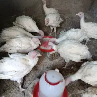 فروش جوجه بوقلمون 90روز|حیوانات مزرعه|تهران, شهرک شریعتی|دیوار