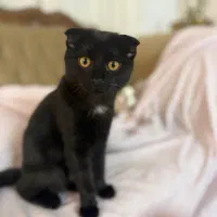 گربه های زیبای من|گربه|زنجان, |دیوار