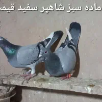 کبوتر نامه بر