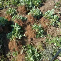 فروش نهال توت فرنگی به صورت ریشه لخت|خدمات باغبانی و درختکاری|اندیمشک, |دیوار