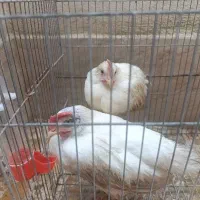 جوجه دوماهه