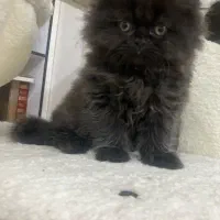 گربه اسکاتیش