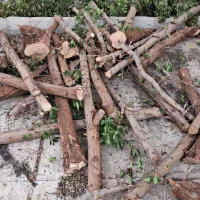 درخت|خدمات باغبانی و درختکاری|شوش, |دیوار