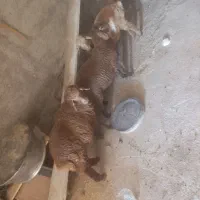 دو راس بره نر پای پروار و یک بره ماده20کیلو