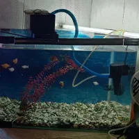 آکواریوم 55 در 40