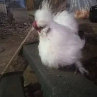 ابریشمی کوپال مولد|حیوانات مزرعه|آستانه اشرفیه, |دیوار