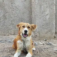 توله سگ سرابی گمشده