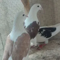 دوکت پلاکی زرد سرخ یکت سیا