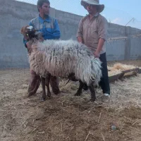 بره نرهترو و همو با برگه آزمایش ژن و مالت