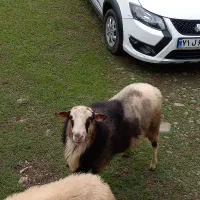 فروش نر برای گله