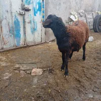 بره قوچ هترو|حیوانات مزرعه|قره پشتلو, |دیوار