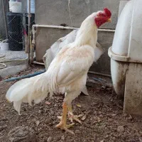 خروس لاری ۱۵ ماهه