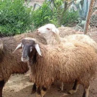 گوسفند ۲عدد بره نر و ۲تا ماده