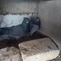 پرنده|پرنده|یزد, |دیوار